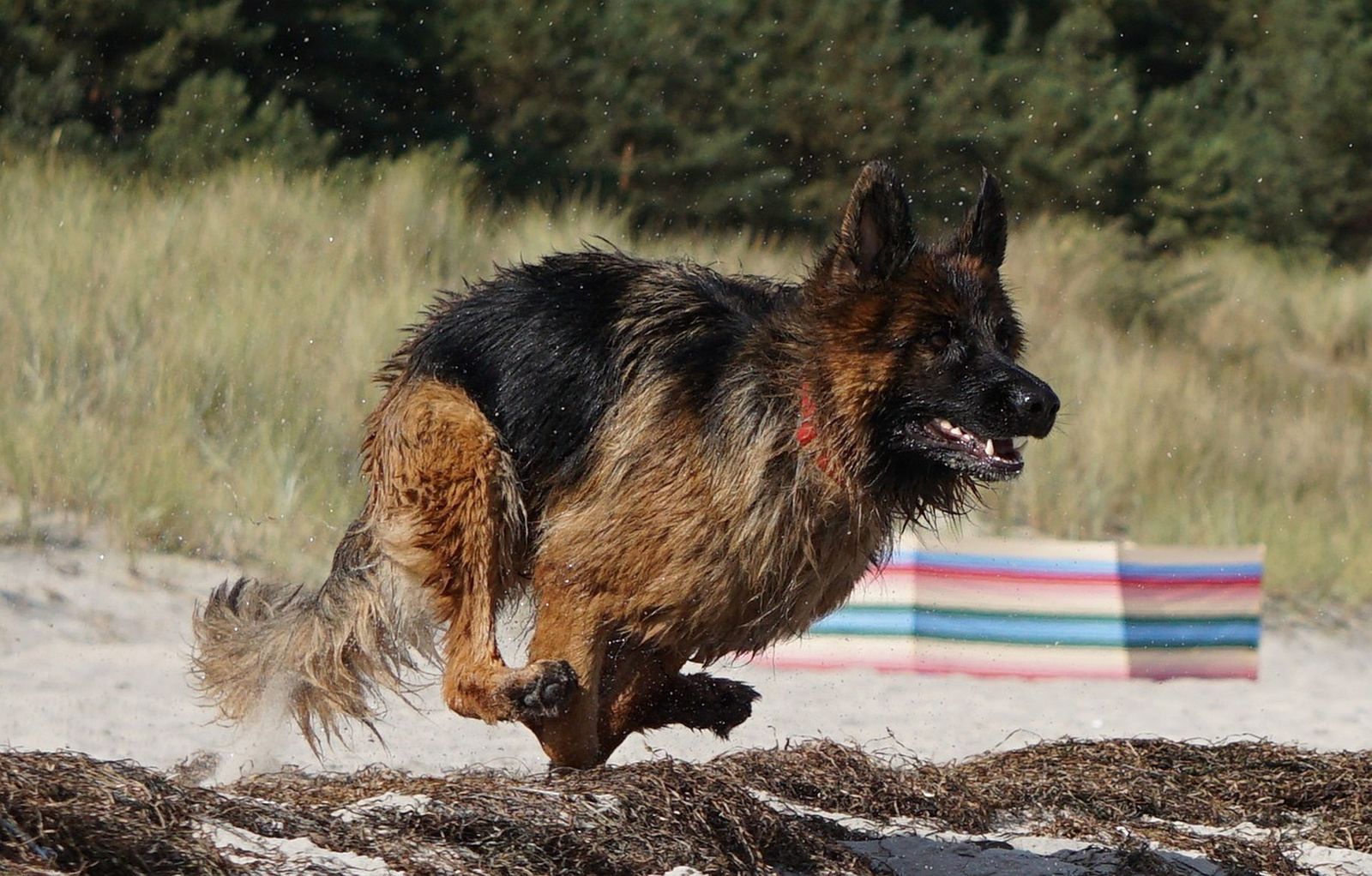 Ein Altdeutscher Schaeferhund läuft im Galopp am Strand in hohem Tempo