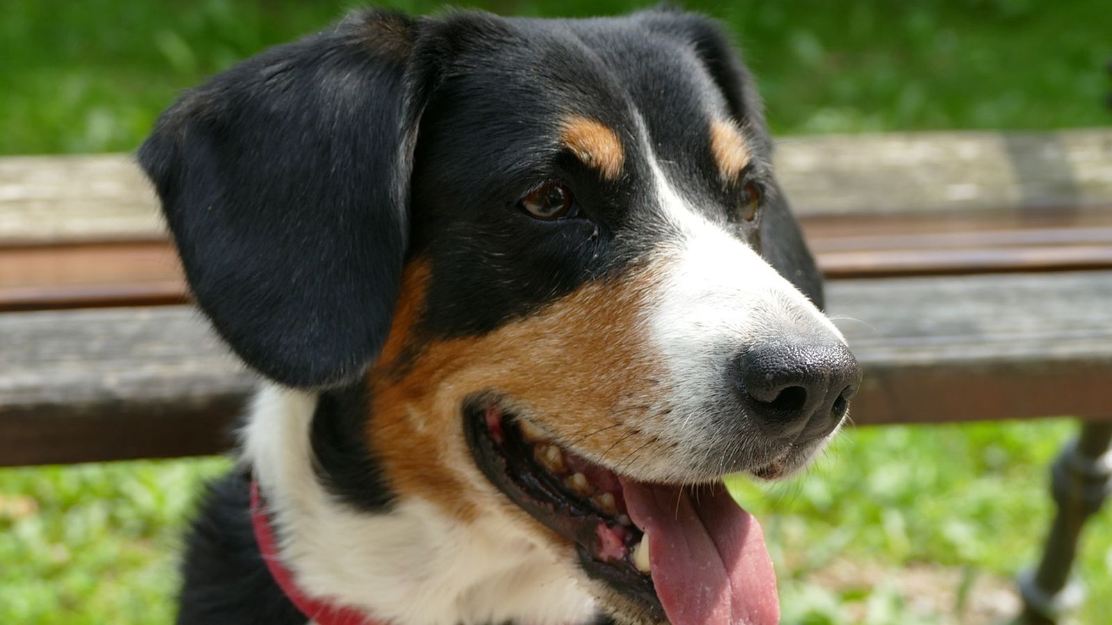 Ein Entlebucher Sennenhund vor einer Holzbank mit offenem Maul und heraushängender Zunge schaut gespannt leicht nach rechts in die Ferne