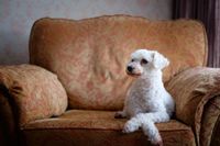Weisser Hund sitzt auf dem braunen Sessel und schaut nach links.jpg