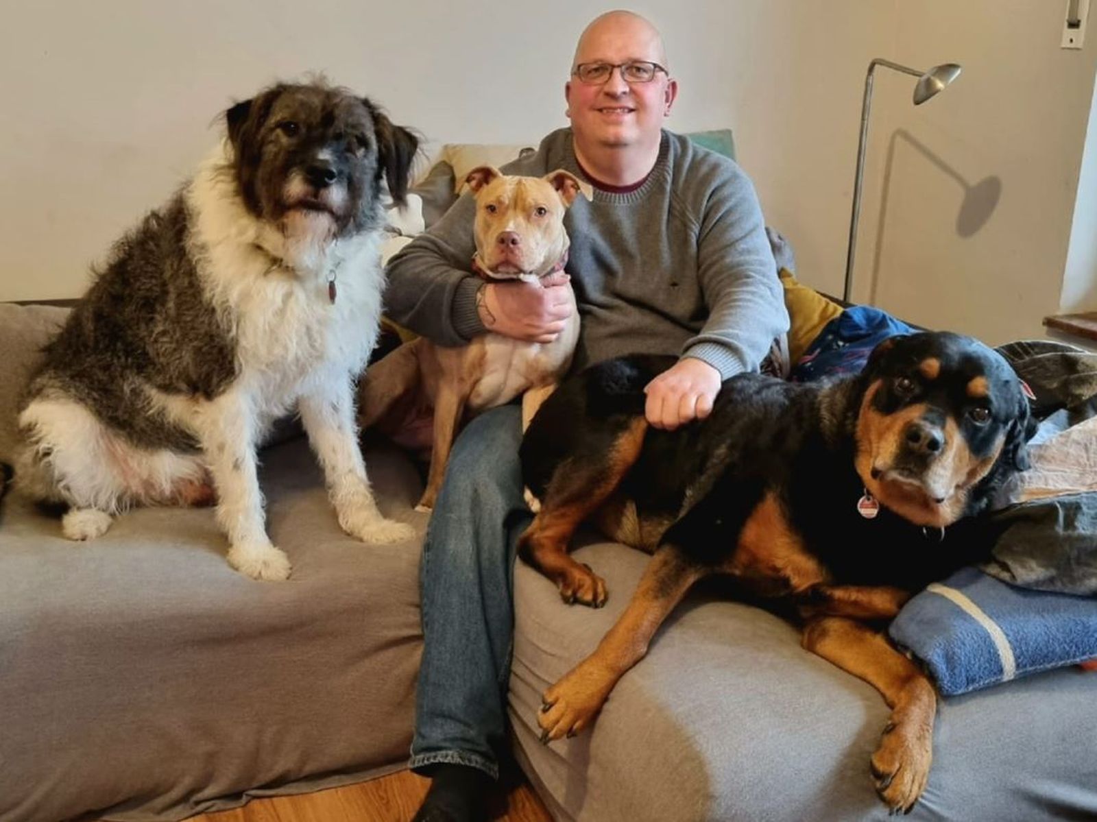 Ein haarloser Mann mit Brille sitzt auf einem Sofa mit drei Hunden der Rassen Rottweiler, American Staffordshire Terrier und Ciobanesc Romanesc Mioritic im Wohnraum