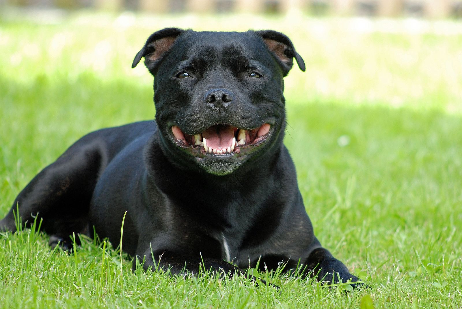 Ein junger schwarzer Staffordshire Bull Terrier liegt mit offenem Maul und heraushängender Zunge auf der Wiese und schaut frontal den Betrachter an