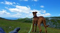 Ein brauner Hund steht auf dem Berg neben seinem Halter an der Leine und schaut einem Segelflieger hinterher.jpg