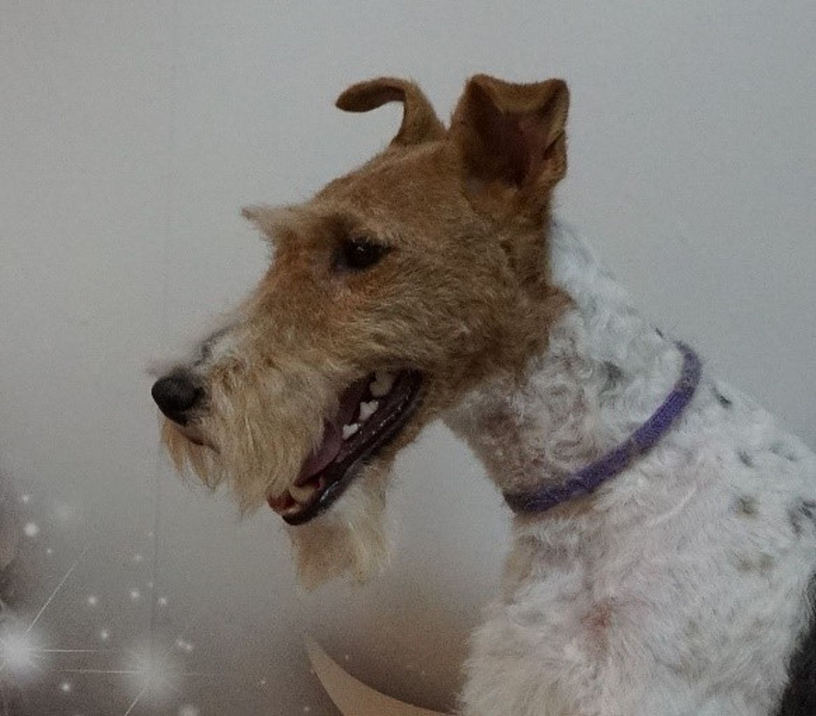 Ein schick frisierter Fox Terrier mit blauem Halsband im seitlichen Profil