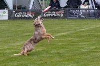 Ein Australian Shepherd faengt beim Hundesport eine Frisbee.jpg