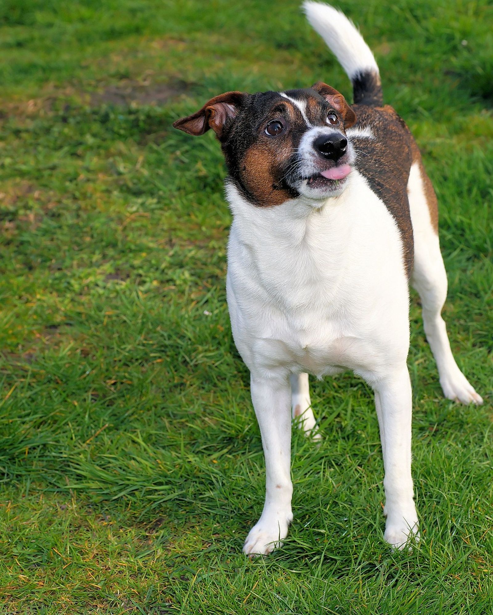 Ein weiß-schwarz-brauner Hund steht auf der Wiese mit herausgestreckter Zunge und schaut leicht nach oben