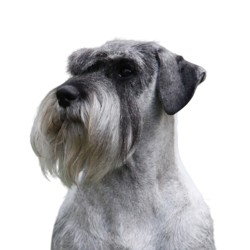 Schnauzer - Rassebeschreibung, Haltung, Pflege & Co. | dogondo.de