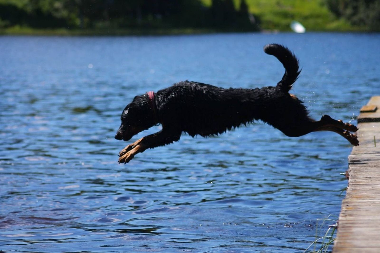 Ein schwarz-rotbrauner Hund springt von einem Holzsteg ins Wasser