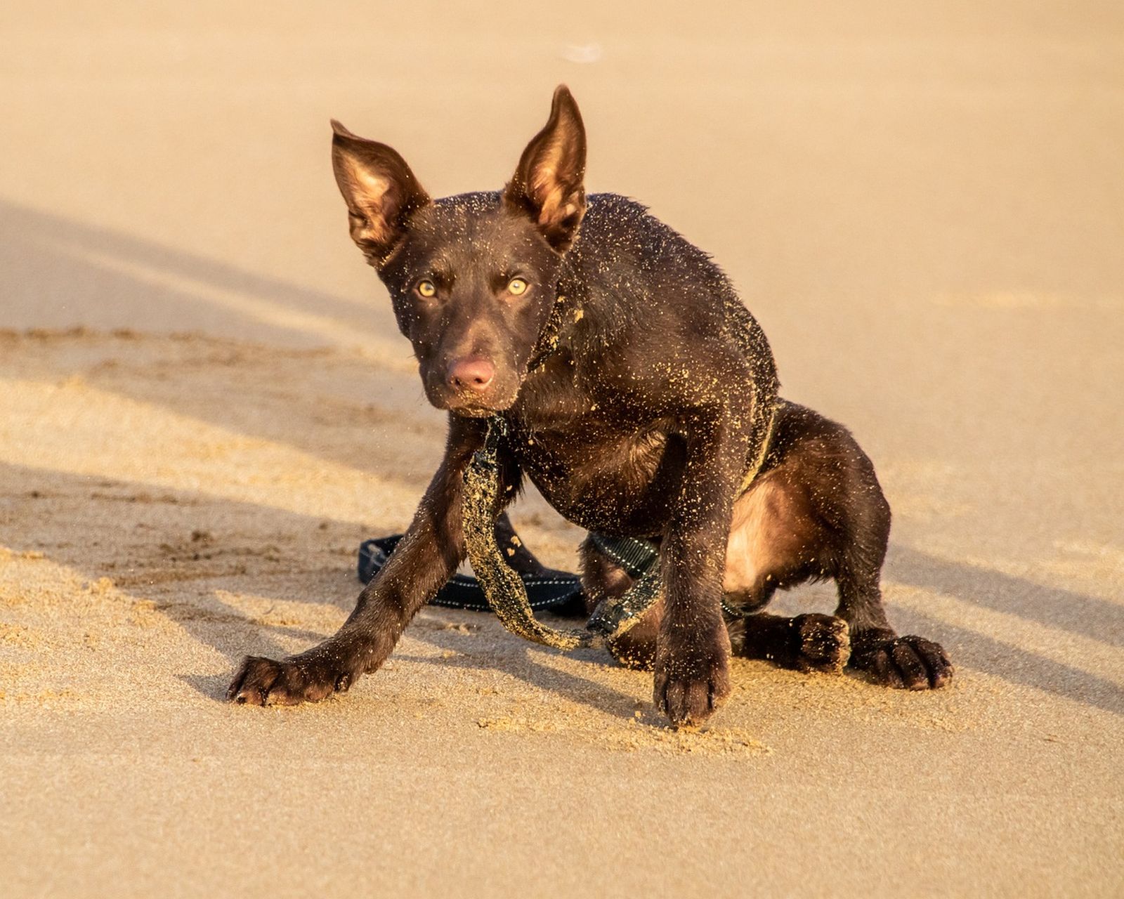 Ein schwarzer Australian Kelpie Junghund mit schwarzer Leine sitzt auf dem Sandstrand und schaut angespannt den Betrachter an