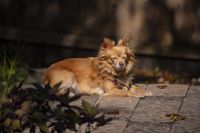 Brauner Mischling mit Halsband liegt auf dem Steinboden im Garten hat die Augen geschlossen und geniesst die Sonne.jpg