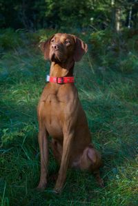 Ein Vizsla sitzt aufrecht auf der Wiese und schaut nach vorne.jpg