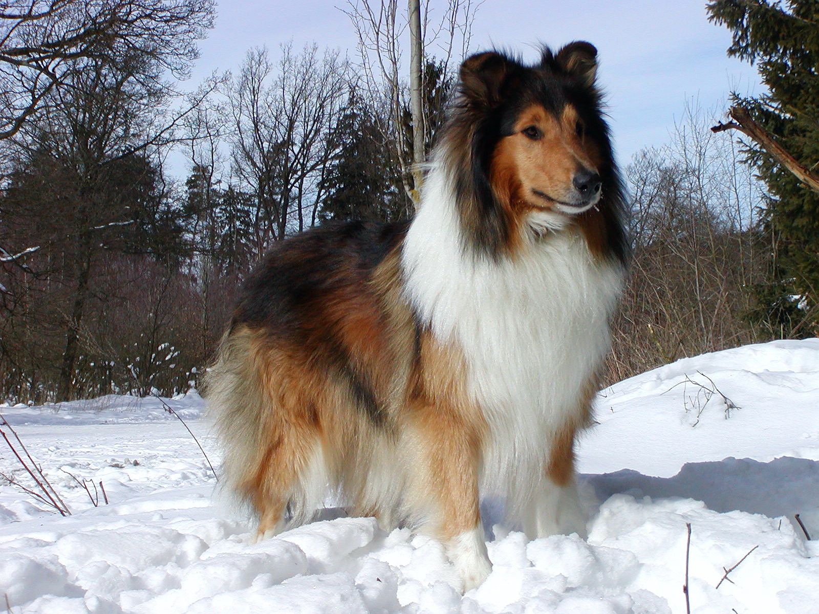 Ein Collie Langhaar mit Winterfell und dicker Unterwolle steht im Schnee