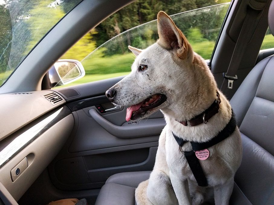 Mit Hund im Auto unterwegs: die beste Sicherung für Ihr Tier