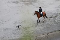 Eine Reiterin mit braunem Pferd und Hund laufen gemeinsam am Strand.jpg