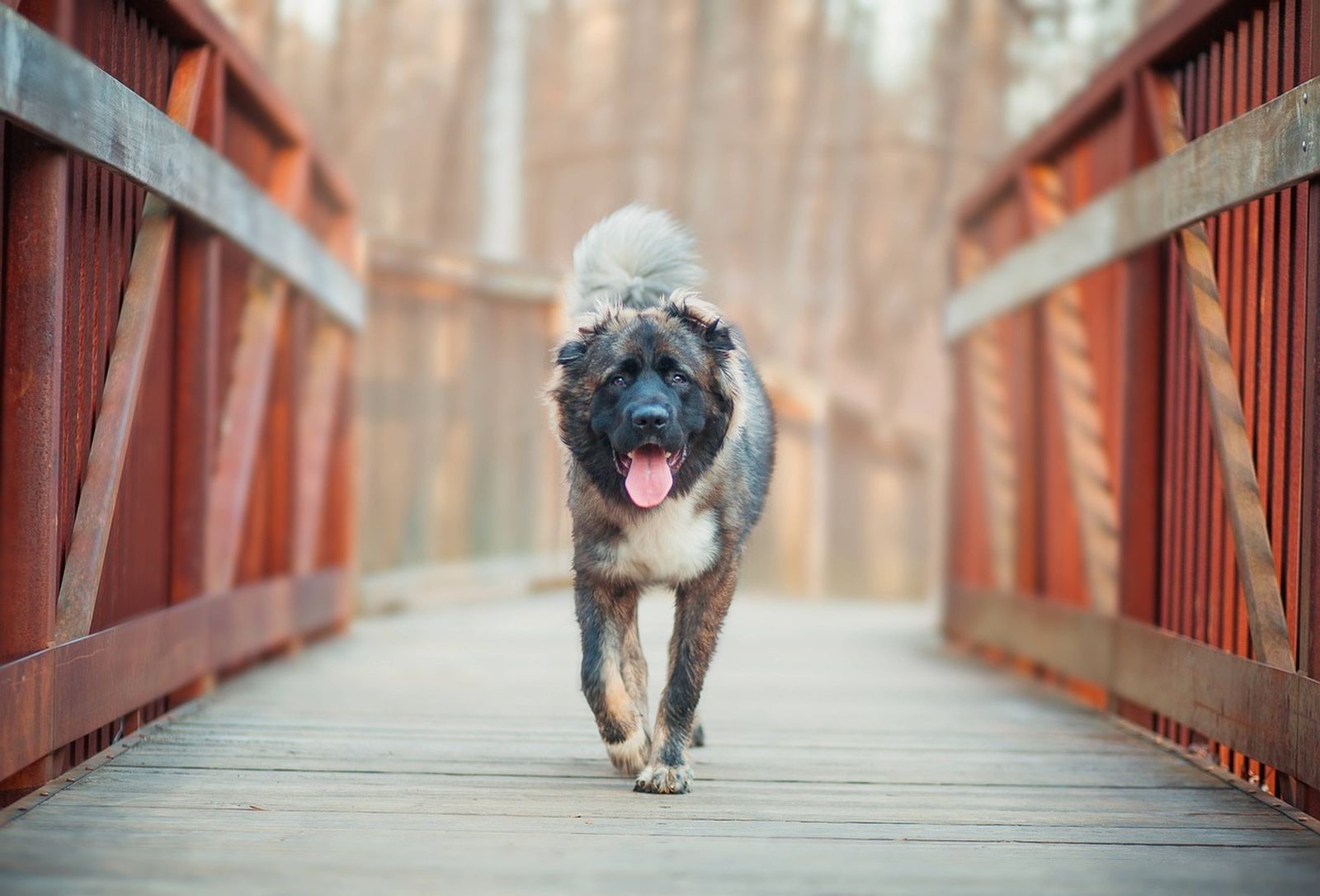 Ein grau-braun-beiger Kaukasischer Schäferhund mit offenem Maul und heraushängender Zunge läuft auf einer Holzbrücke fokussiert auf den Betrachter zu