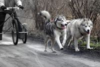 Zwei Huskies als Gespann vor einem Rad laufen.jpg