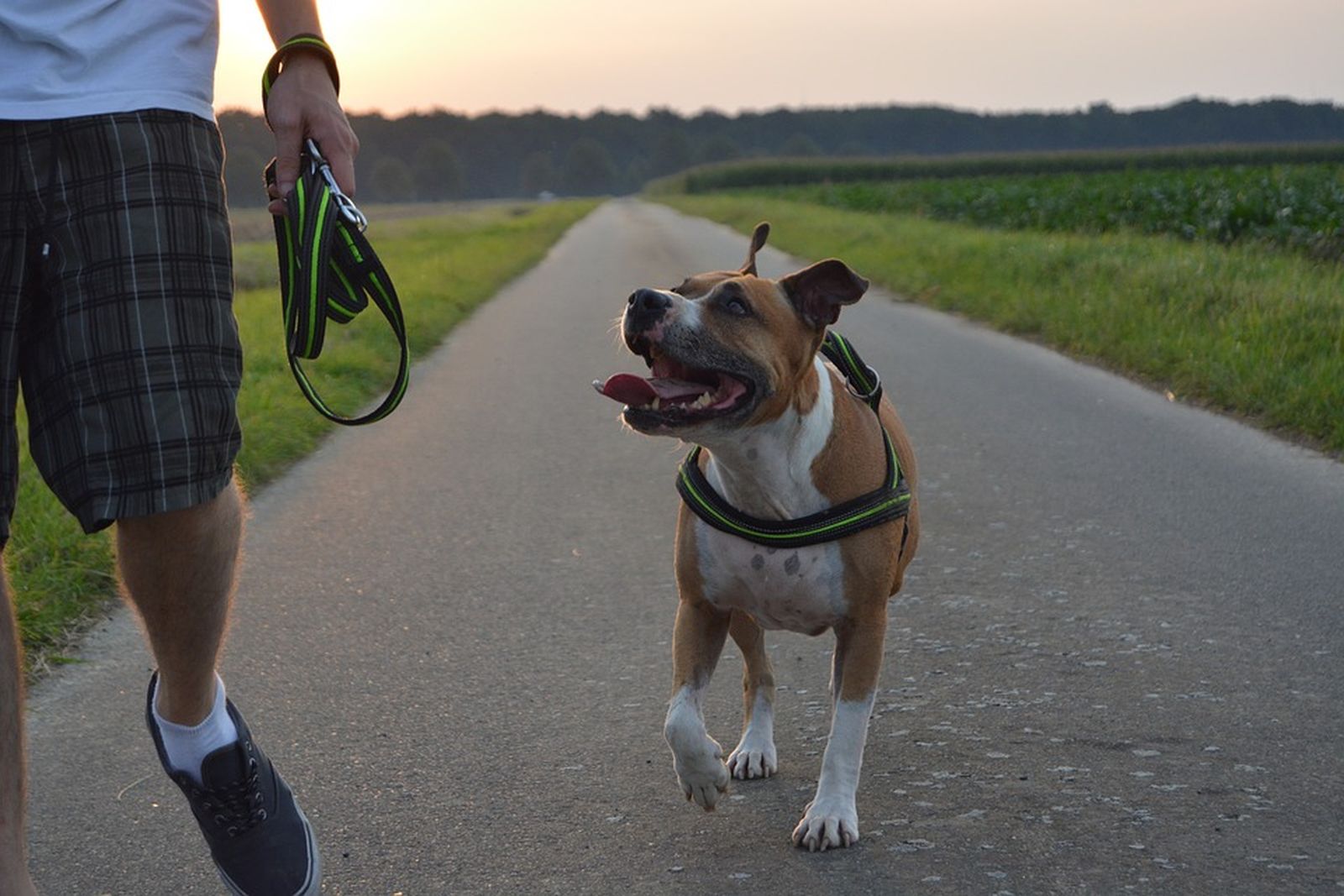 Ein Mann mit karierter kurzer Hose geht auf einem asphaltierten Feldweg mit seinem American Staffordshire Terrier spazieren