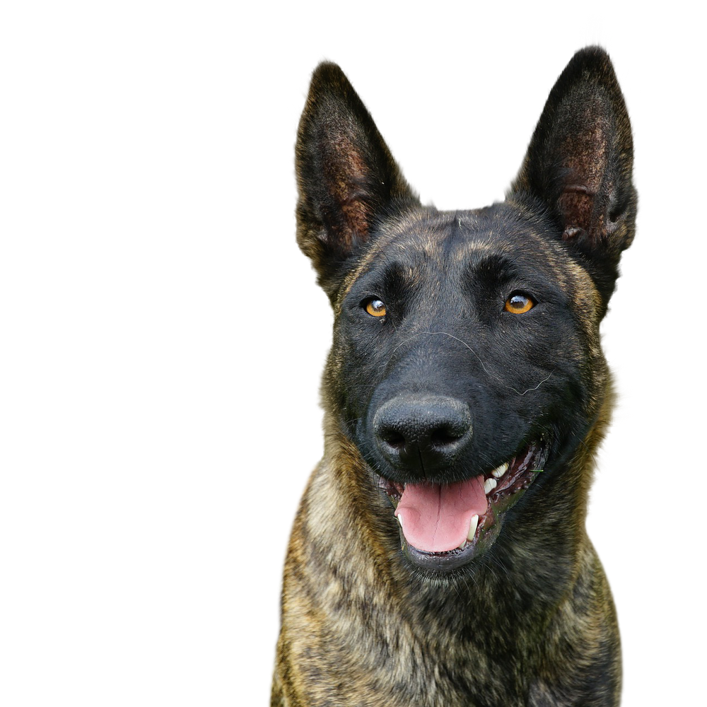 Holländischer Schäferhund - Rassebeschreibung, Haltung, Pflege &amp; Co ...
