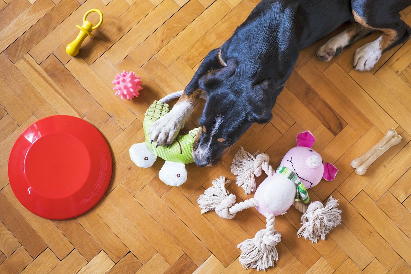 Ein schwarz-braun-weißer Hund liegt auf dem Fischgrätenparkett im Wohnraum neben verschiedenen Hundespielzeugen