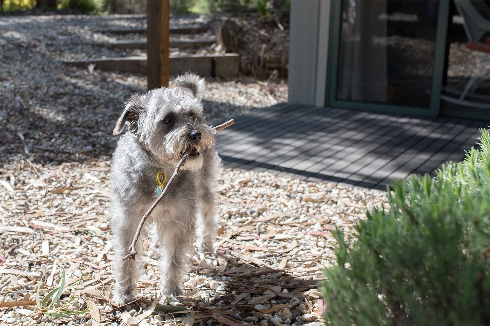 Ein silbergrauer Hund mit gelber Hundemarke steht auf einem Steinboden vor einer Holterasse mi einem Holzstock im Maul und schaut leicht nach rechts