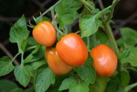 Tomatenpflanze.jpg