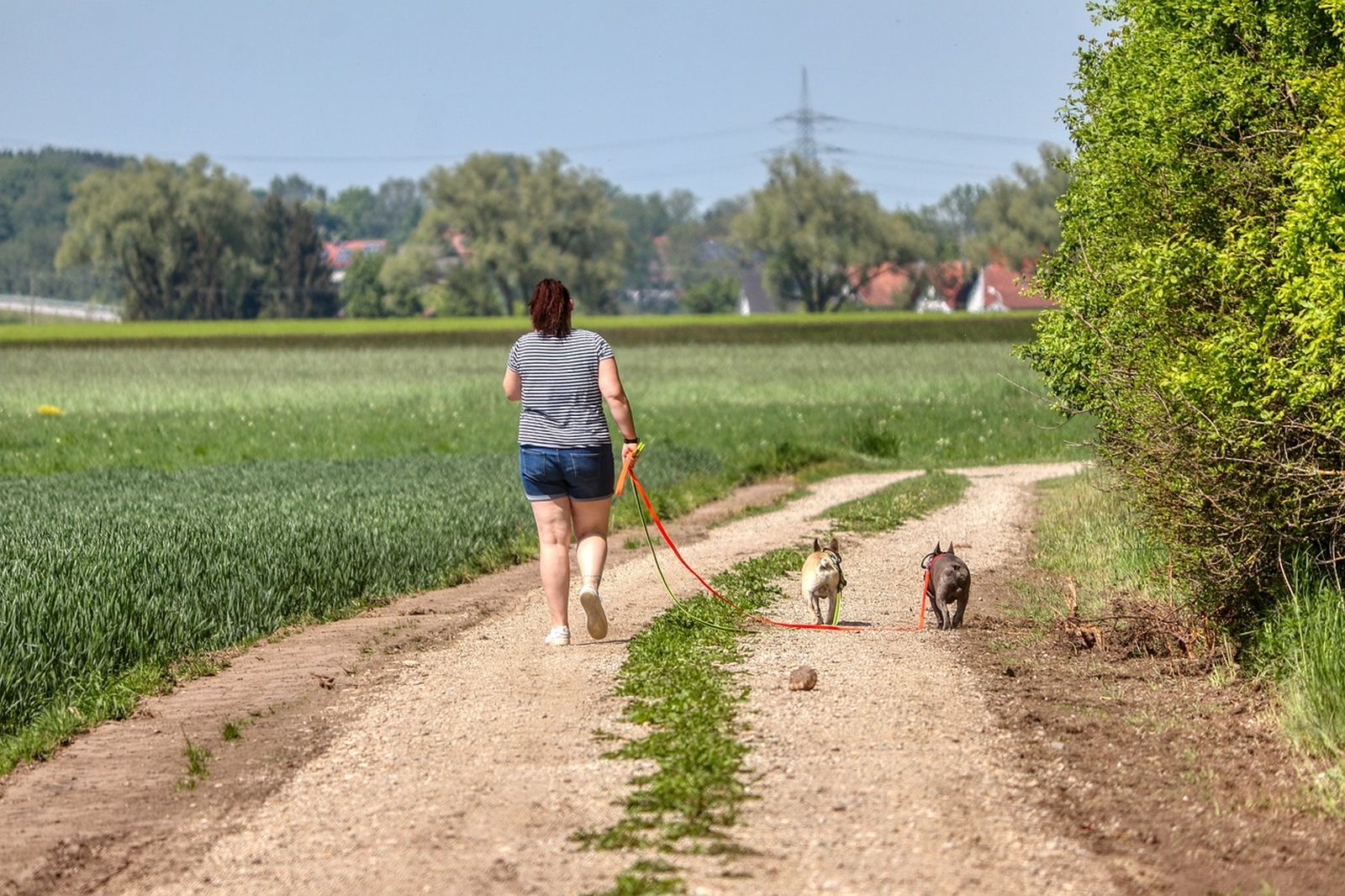 Frau mit zwei angeleinten Hunden auf Feldweg zwischen Weizenfeld und Hecke im Frühjahr