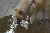 Ein hellbrauner Hund mit Geschirr trinkt aus einer Pfuetze.jpg