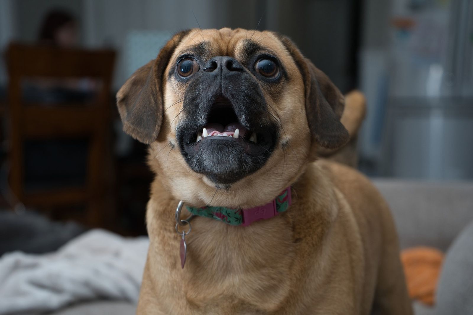 Ein beige-brauner Hund mit grün-pinkem Halsband steht frontal zum Betrachter und schaut mit offenem Maul leicht nach oben