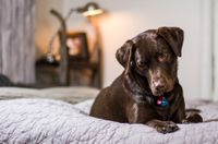 Ein brauner Labrador Retriever liegt auf dem Bett und schaut konzentriert nach unten.jpg