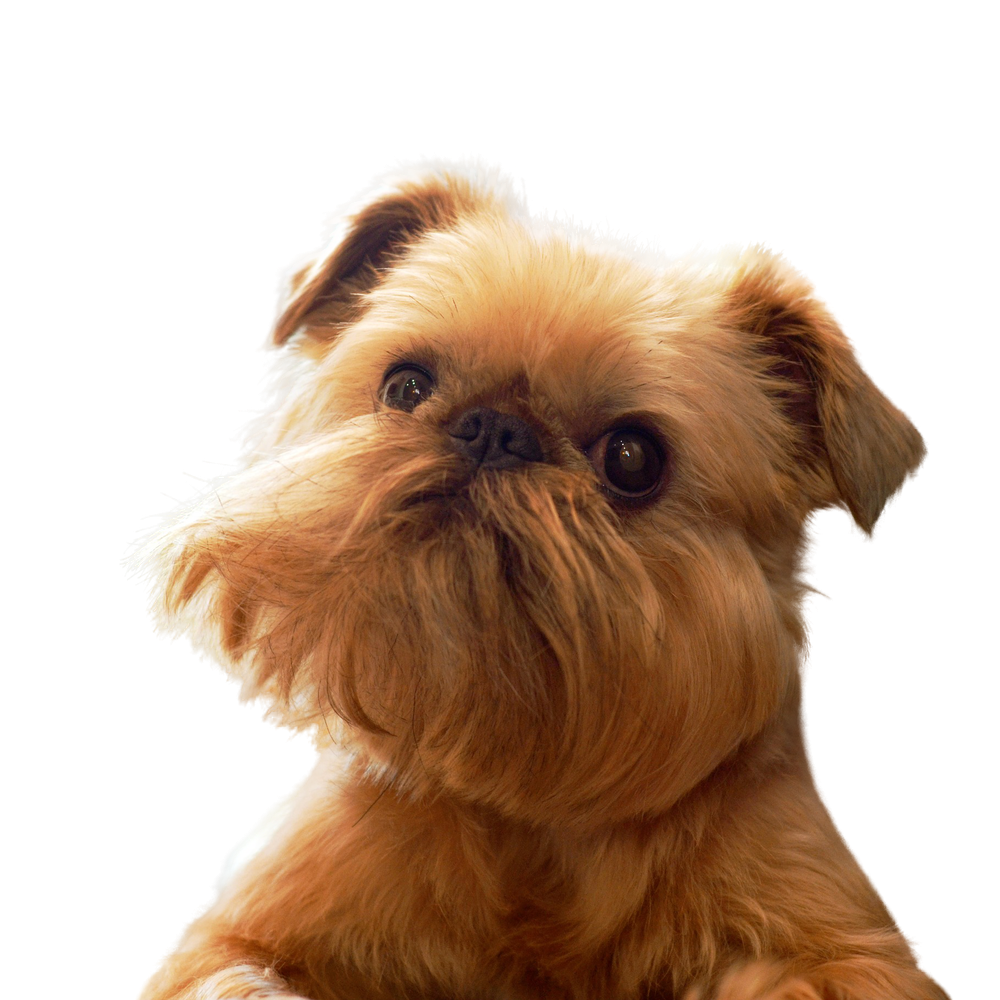 Brüsseler Griffon - Rassebeschreibung, Haltung, Pflege &amp; Co. | dogondo.de