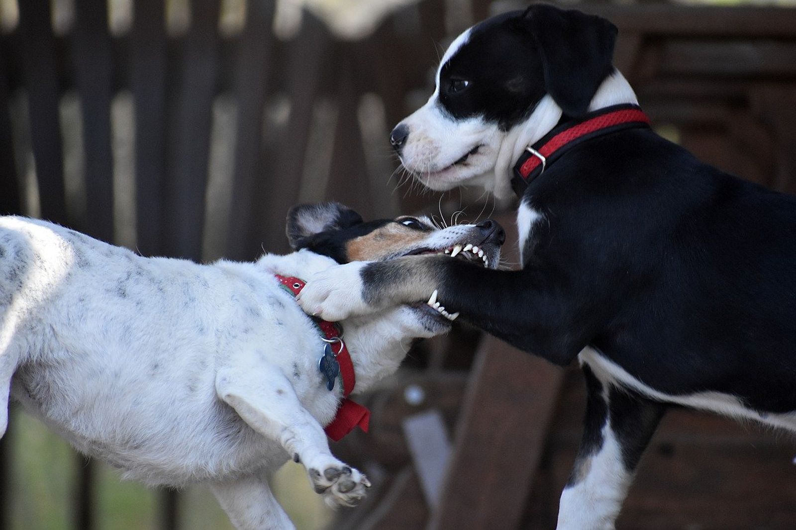 Ein weiß-schwarz-brauner Hund mit rotem Halsband beisst einem jungen schwarz-weißen Hund mit rotem Halsband in die linke Vorderpfote