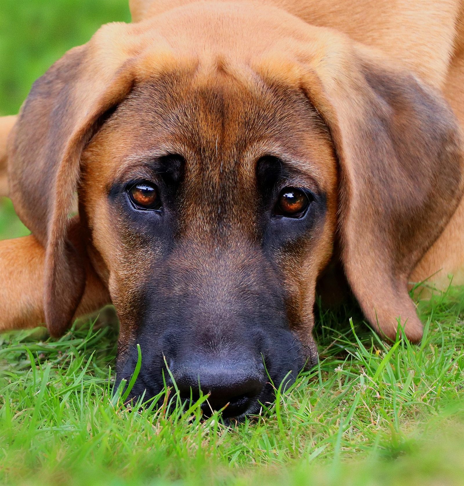 Ein Broholmer Hundewelpe im Großformat liegt mit seinem Kopf auf der Wiese und schaut den Betrachter frontal an