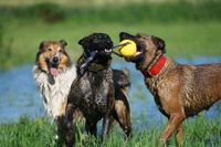Drei verschiedene nasse Hunde spielen gemeinsam mit einem Spielgeraet.jpg