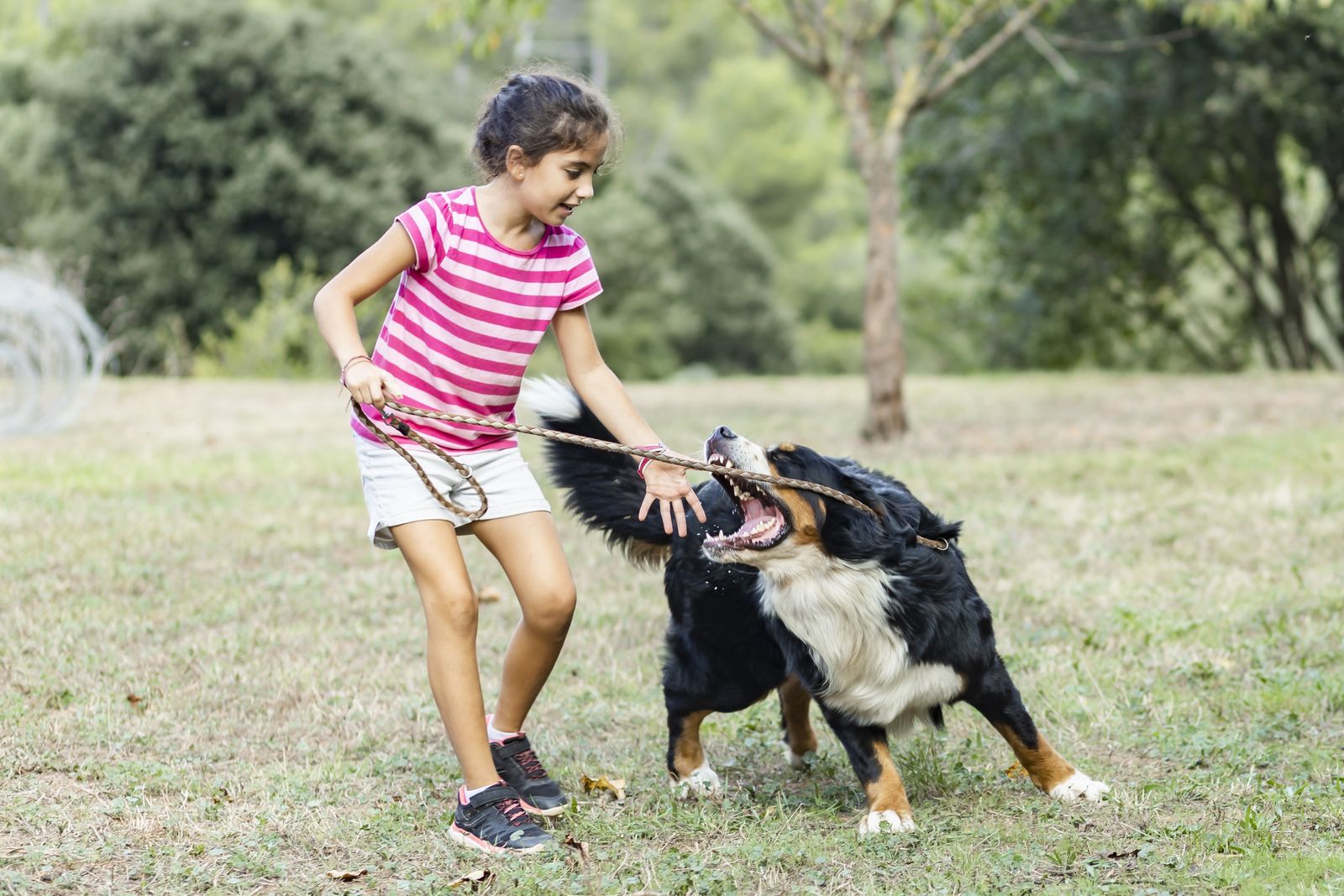 Ein großer schwarz-weiß-brauner Hund der Rasse Berner Sennenhund wird von einem jungen Mädchen an der Leine gehalten und versucht nach dem Mädchen zu schnappen.