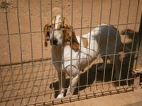 Ein Spanischer Laufhund auf sandigem Boden hinter einem Zaun.jpg