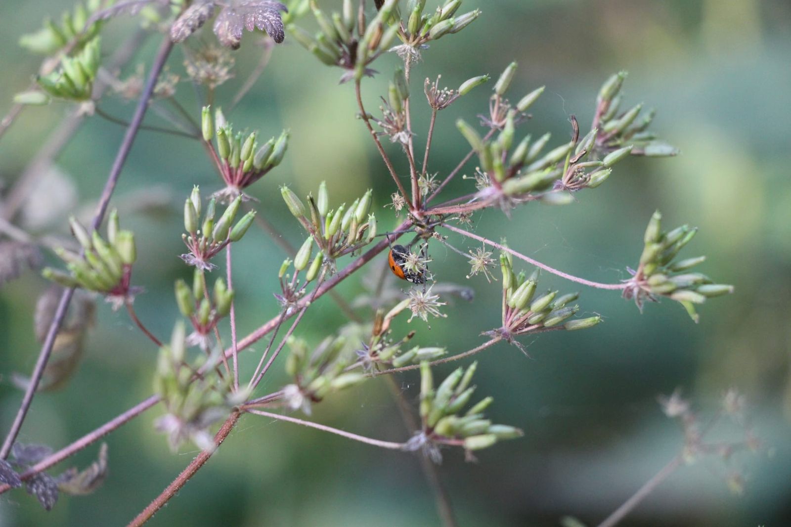 Ein Strauch mit Blüten in Nahafnahme und einem Marienkäfer