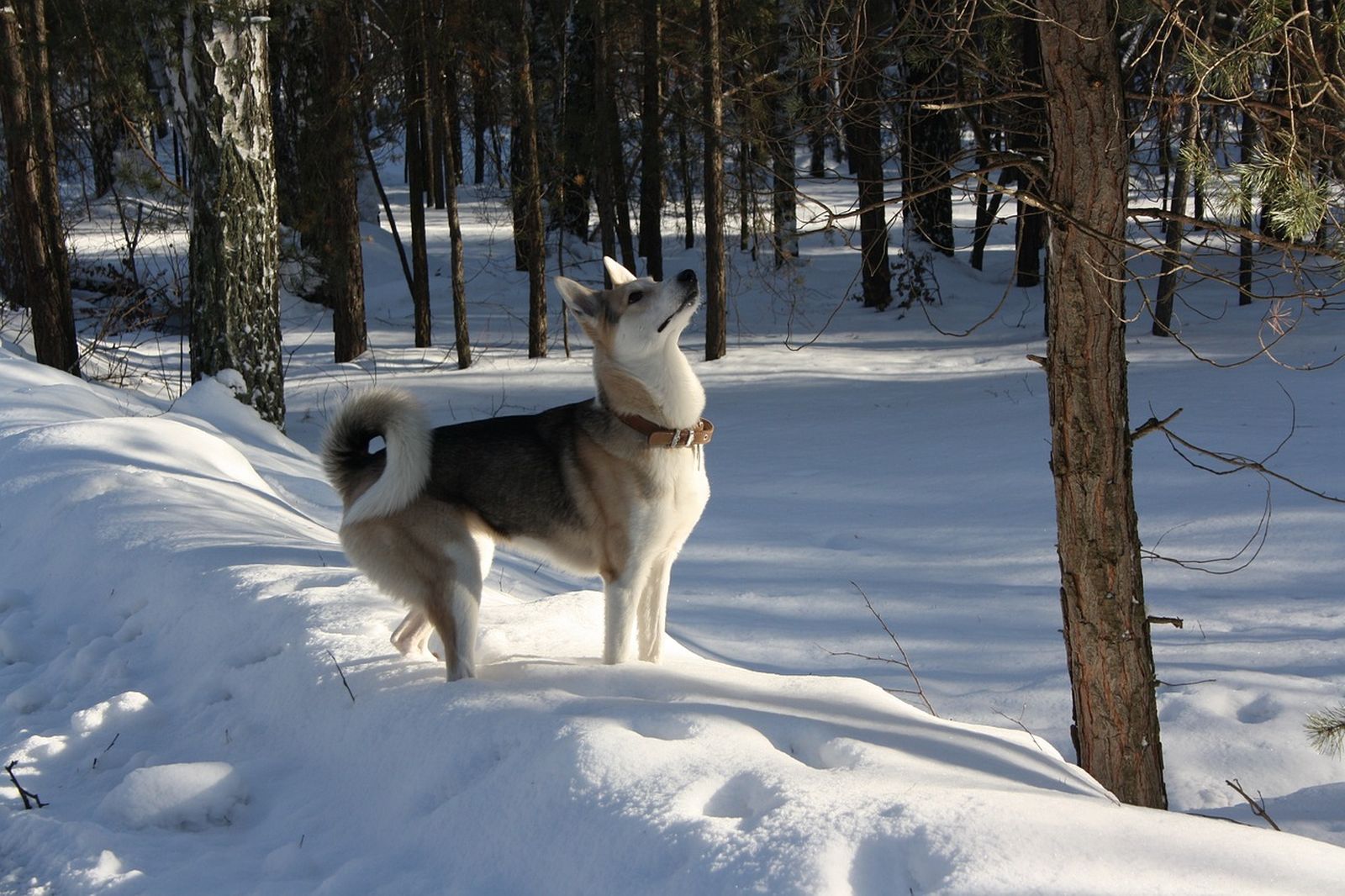 Ein beige-grau-weisser Westsibirischer Laika mit Halsband steht im Wald im Schnee vor einem Baum und schaut dort nach oben