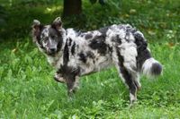 Ein schwarz grau weiss gescheckter Schaeferhund Mudi steht auf der Wiese und hebt das rechte Vorderbein.jpg