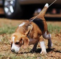 Ein Beagle an der Leine sucht schnuppert auf dem Boden in der Wiese.jpg