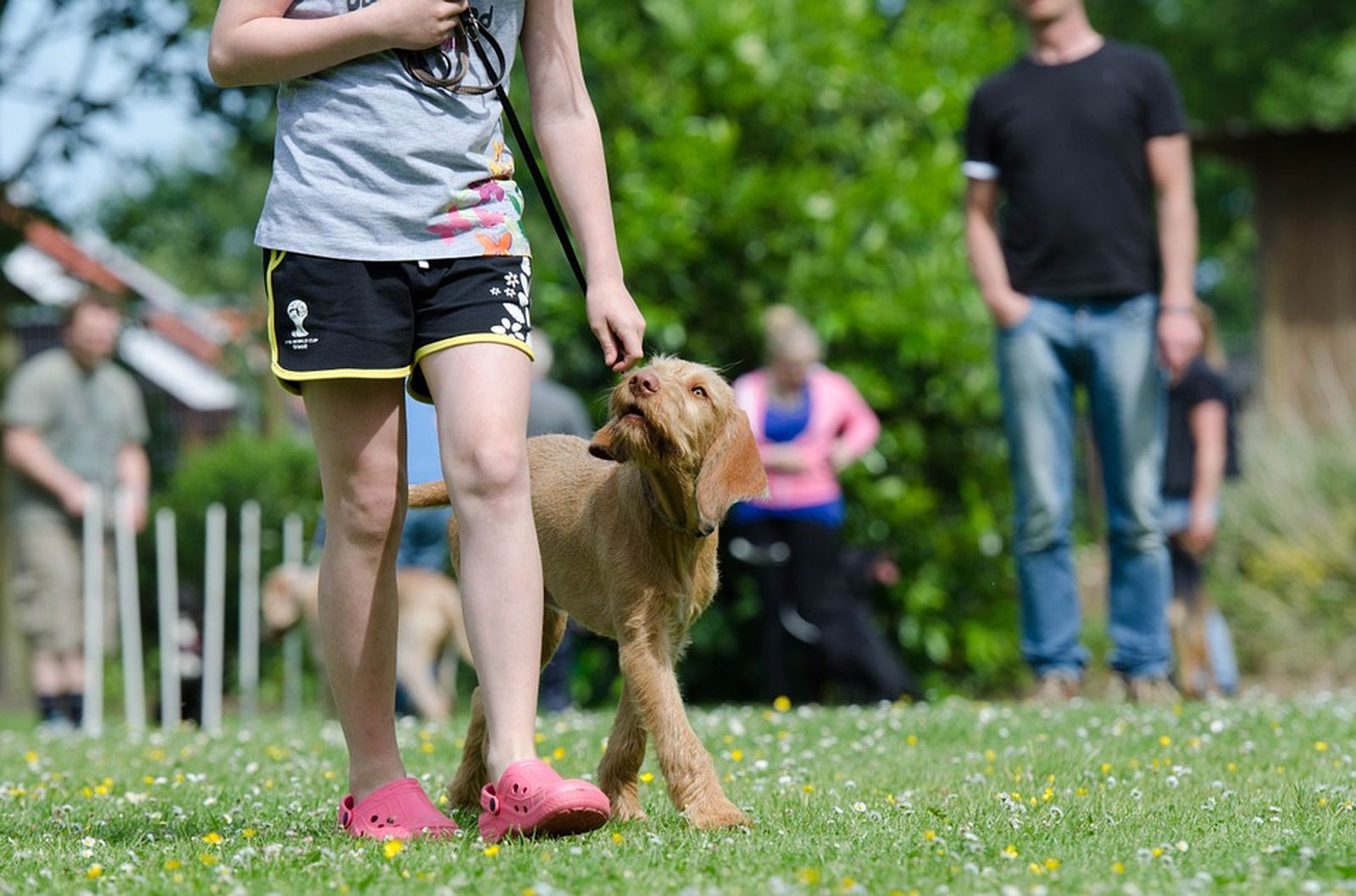 Ein junger Hund der Rasse Drahthaariger Ungarischer Vorstehhund Vizsla läuft beim Hundetraining an der Leine direkt neben einem jungen Kind mit rosafarbenen Crocs und kurzer Trainingsshort