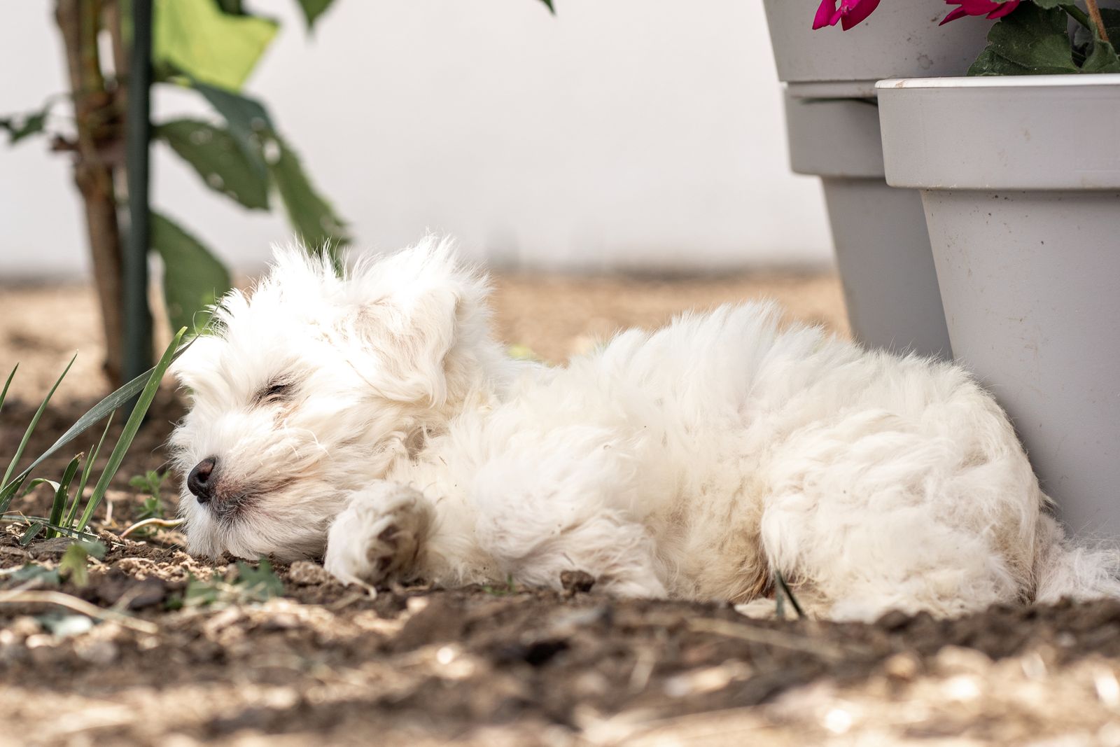 Ein kleine weißer Hund liegt im Garten auf dem Boden neben einem Blumentopf und schläft tief und fest.