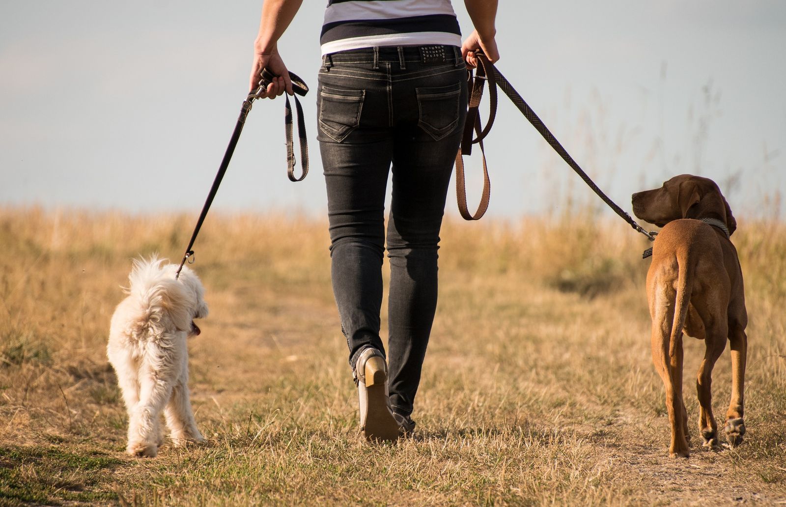 Ein Frau mit dunkler Jeans und buntgestreiftem Shirt geht mit zwei Hunden rechts und links an der Leine im Feld in Richtung Horizont spazieren.