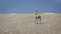 Beiger Windhund steht auf dem Sand und schaut Richtung Horizont.jpg