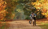 Teilnehmer mit Mountainebike und zwei Hunden vorgeschnallt bei einem Rennen im Zughundesport.jpg