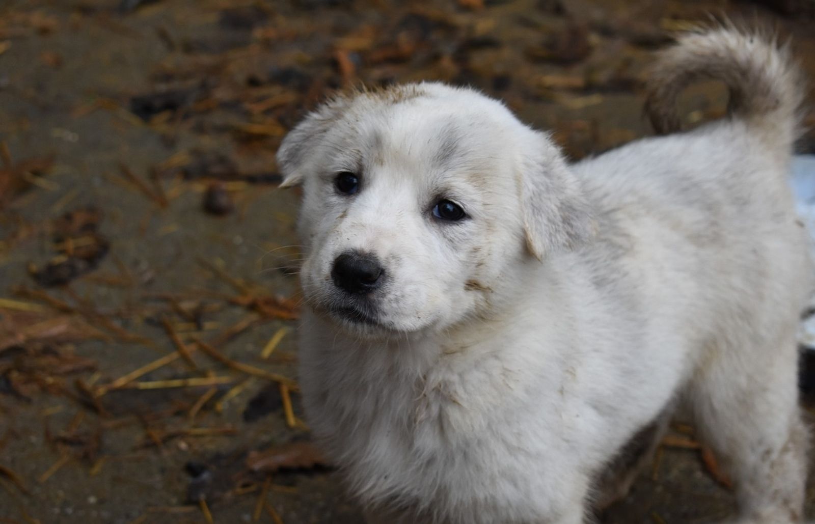Ein grau-weißer Hundewelpe der Rasse Mittelasiatischer Schäferhund im Nahformat schaut in Richtung Kamera