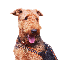 Airedale Terrier 1.png
