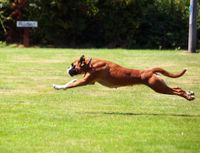 Deutscher Boxer sprintet ueber die Wiese.jpg