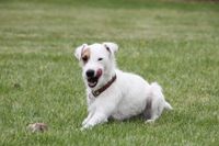 Parson Russell Terrier liegt auf der Wiese und leckt sich die Schnauze.jpg