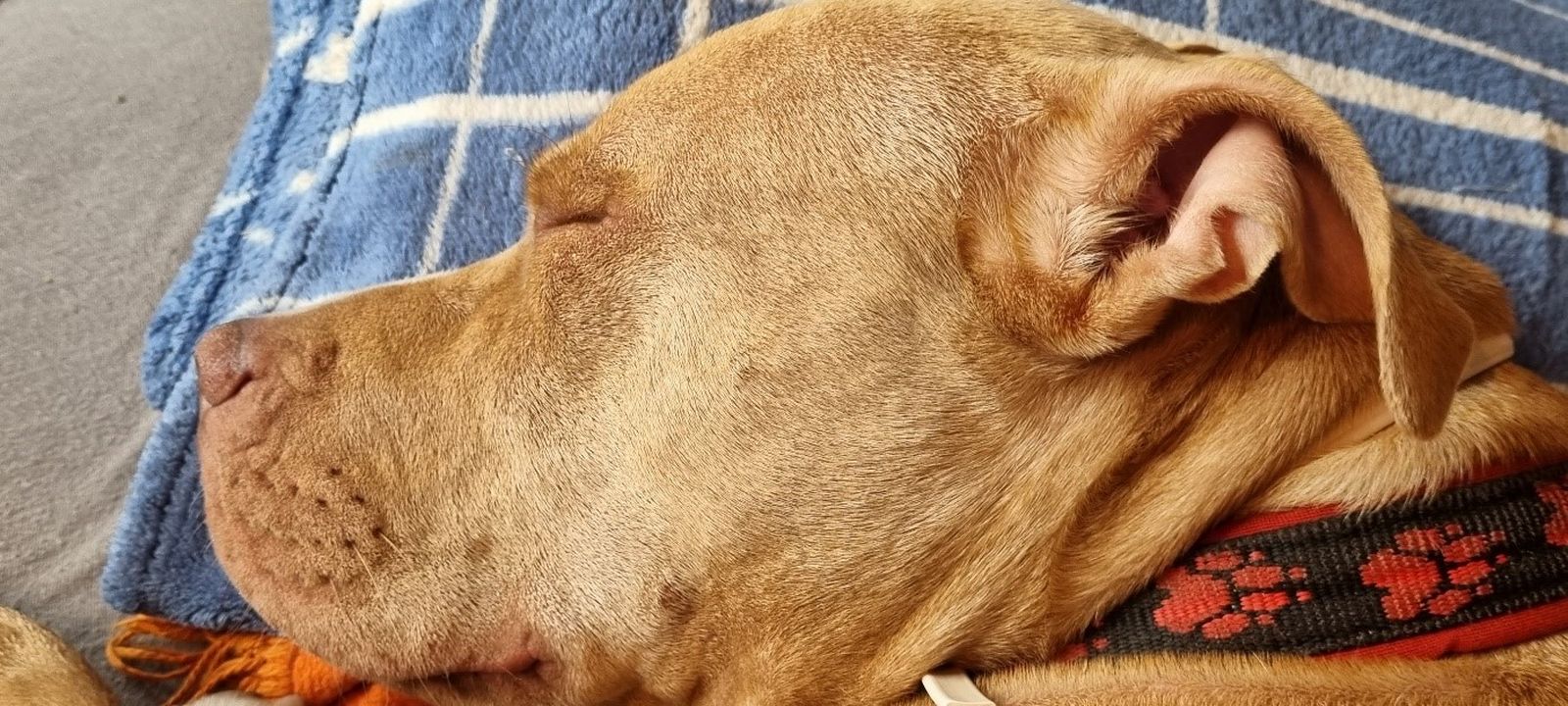 Ein hellbrauner Staffordshire Terrier schläft