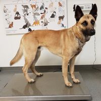 Belgischer Schaeferhund auf Waage beim Tierarzt.jpg
