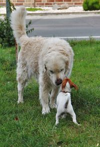 Golden Retriever und Jack Russell Terrier auf einer Wiese.jpg